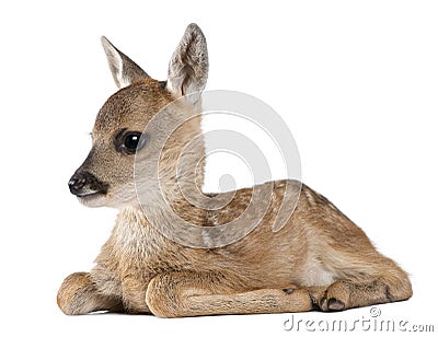 Roe deer Fawn lying down - Capreolus capreolus (15 Stock Photo