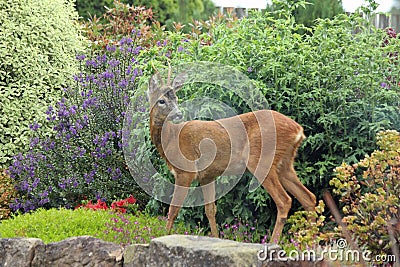 Roe deer Scottish Highands, Scotland Stock Photo