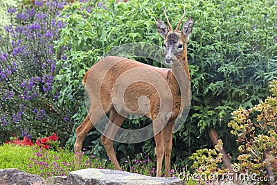 Roe deer Scottish Highands, Scotland Stock Photo