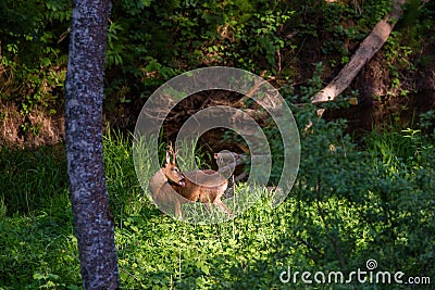 Roe deer at glen in forest. Stock Photo