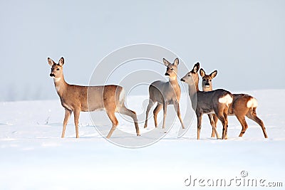 Roe deer group in winter in a sunny day. Stock Photo