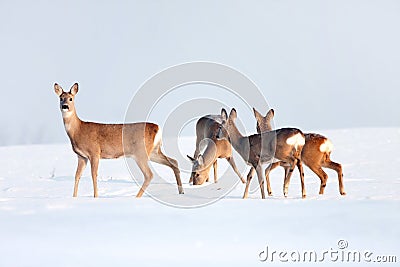 Roe deer group in winter in a sunny day. Stock Photo