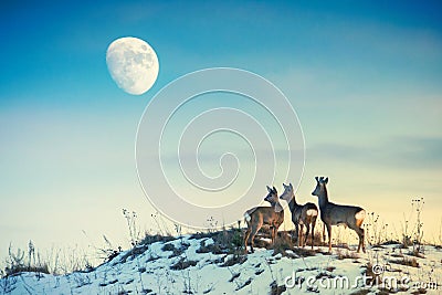 Roe deer on a hill looking to moon Stock Photo