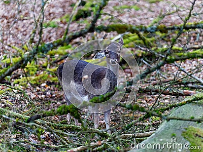 Wild roe deer in the woods, late winter season Stock Photo