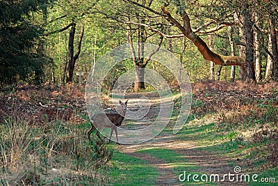 Roe deer looking at photographer in the woods Stock Photo