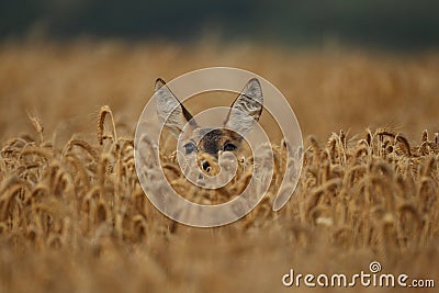 Roe deer male on the magical green grassland Stock Photo