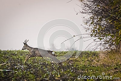 Roe deer running across agricultural field Stock Photo