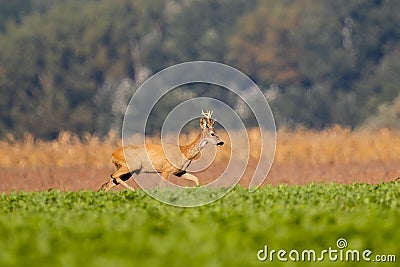 Roe Deer running across fields Stock Photo