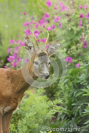 Roe deer Scottish Highands, Scotland Stock Photo