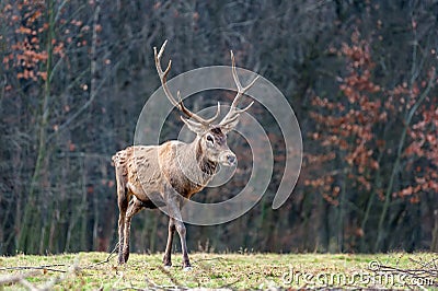 Roe deer standing in forest Stock Photo