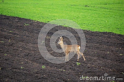 Roe deer standing in a plowed field Stock Photo