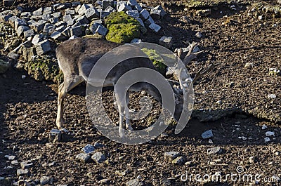 Roe deer - stang, fawn or Capreolus out a turn in field Stock Photo