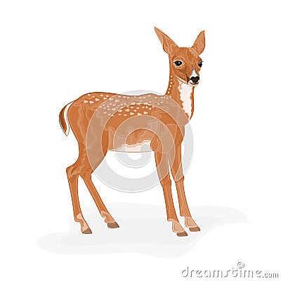 Roe Deer Vector Illustration