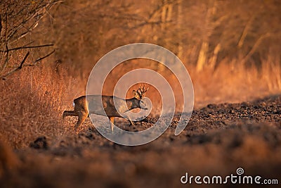 roe deer walking on plowed field in evening golden hour Stock Photo