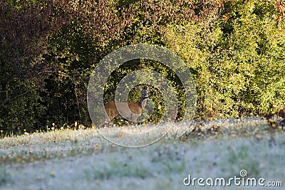 Roe deer Stock Photo