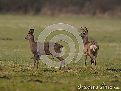 Roe Deers Stock Photo