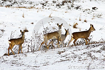 Roe deers herd on snow Stock Photo