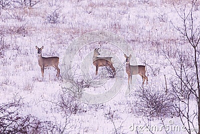 Roe deers in winter Stock Photo