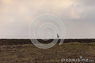 Roebuck on plowed land Stock Photo