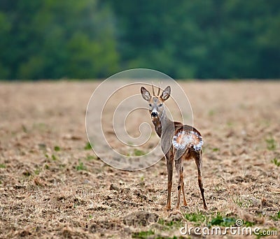 Roebuck on plowed land Stock Photo