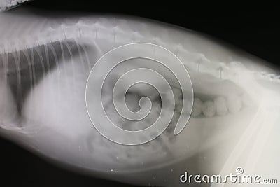 Roentgenogram of abdominal cavity and thoracic cavity cat Stock Photo