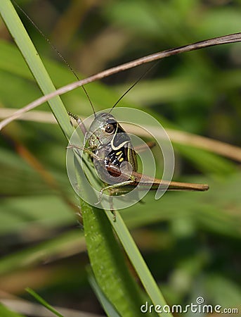 Roesel`s Bush-cricket Stock Photo