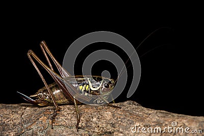 Roesel& x27;s bush cricket & x28;Metrioptera roeselii& x29; against black Stock Photo