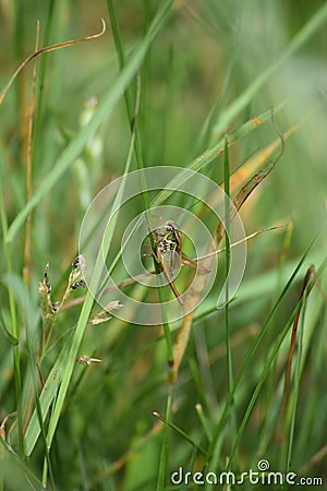 Roesels shieldback Grasshopper Stock Photo