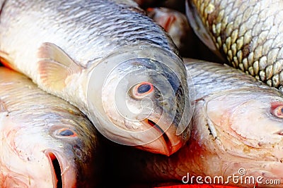 Rohu Fish Stock Photo