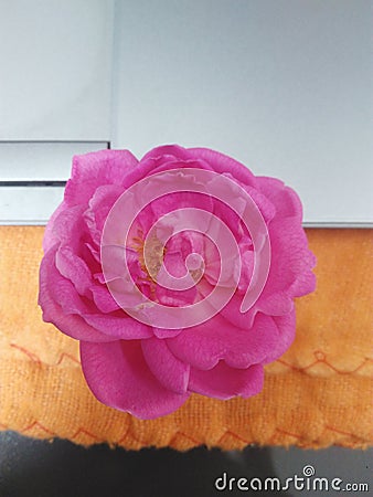 Roja flowers pal rose colour Stock Photo