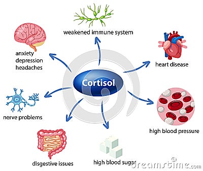 The role of cortisol in the body diagram Vector Illustration