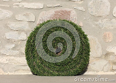 Roll of synthetic grass near stone wall Stock Photo