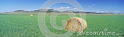 Rolled hay bale Stock Photo
