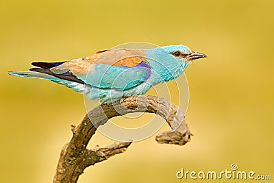 Roller with catch in nature. Birdwatching in Hungary. Nice colour light blue bird European Roller sitting on the branch with open Stock Photo