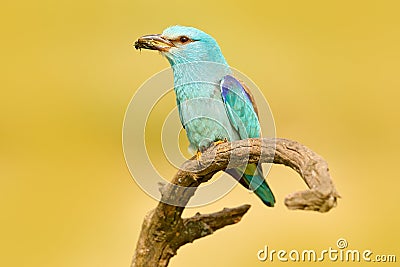 Roller with catch in nature. Birdwatching in Hungary. Nice colour light blue bird European Roller sitting on the branch with open Stock Photo