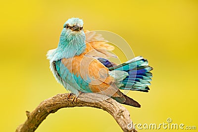 Roller with catch in nature. Birdwatching in Hungary. Nice colour light blue bird European Roller sitting on the branch with open Stock Photo