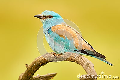 Roller in nature. Birdwatching in Hungary. Nice colour light blue bird European Roller sitting on the branch with open bill, blurr Stock Photo