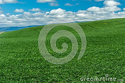 Rolling farm field of green wheat Stock Photo