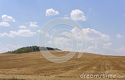 Rolling Farm Hills of Wheat Crop Fields on Sunny Summer Day Stock Photo