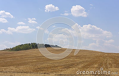 Rolling Farm Hills of Wheat Crop Fields on Sunny Summer Day Stock Photo