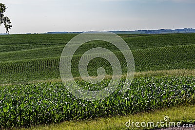 Rows of young corn plants in a large corn farm in Omaha Nebraska Stock Photo