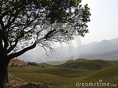 Rolling green hills of South African scenery with tree and mountains Stock Photo