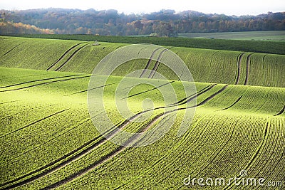 Agrarian rolling hills in autumn with incident sunlight. Incident light falling on field in fall. Stock Photo