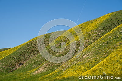 Rolling hills of Carrizo Plain National Monument are covered in yellow wildflowers hillside daisies during the California Stock Photo