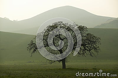 Rolling hills in the spring at sunset Stock Photo