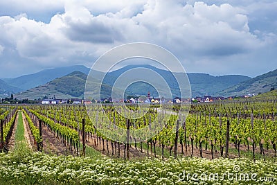 Rolling hills of vineyards Editorial Stock Photo