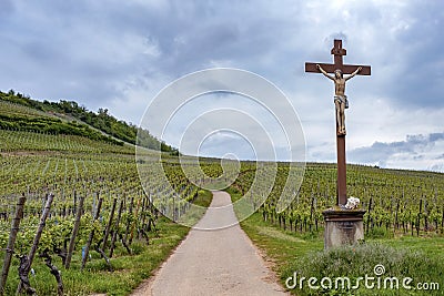 Rolling hills of vineyards Editorial Stock Photo