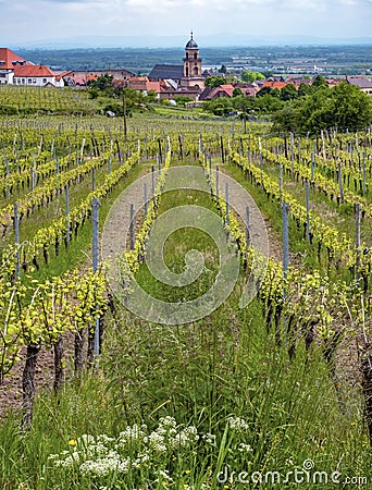 Rolling hills of vineyards Editorial Stock Photo