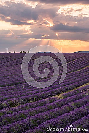Rolling Lavendar Fields in Valensole France at Sunset Stock Photo