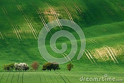 Rolling sunny hills with fields and blossom apple trees suitable Stock Photo